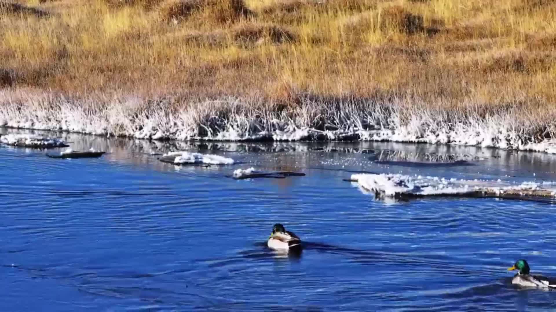 【“飞阅”中国】甘肃肃北：群鸟嬉戏映冰河
